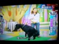 台灣大型土狗(高山犬)(蠻牛)2011.12.21參加緯來綜合台-愛喲我的媽~粗粗犬舍