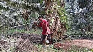 cara panen kelapa sawit tki indonesia