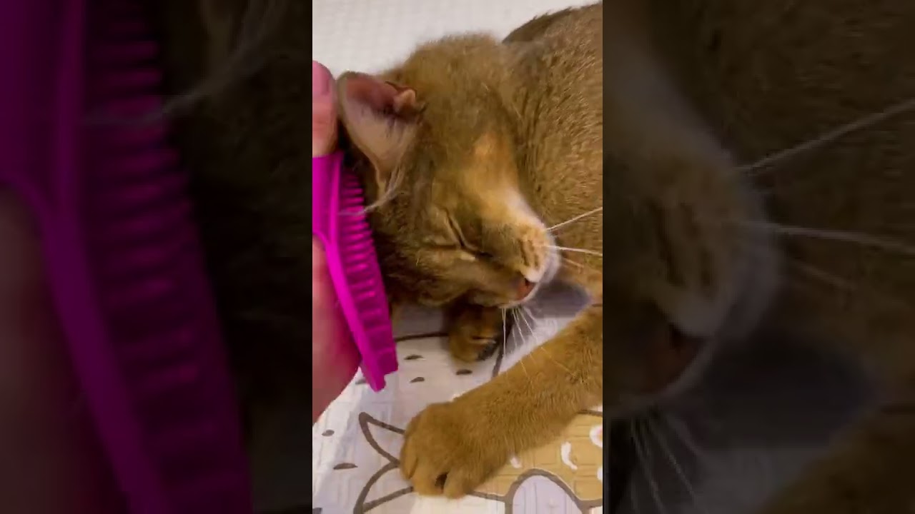 Как вычесать кошку, чаузи Астрид 😹