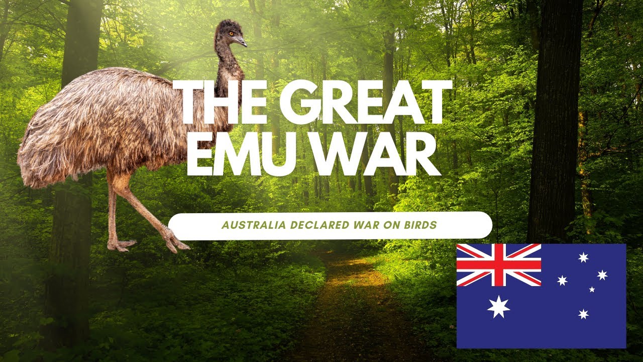 The Great Emu War: Australia's Strangest Battle - YouTube