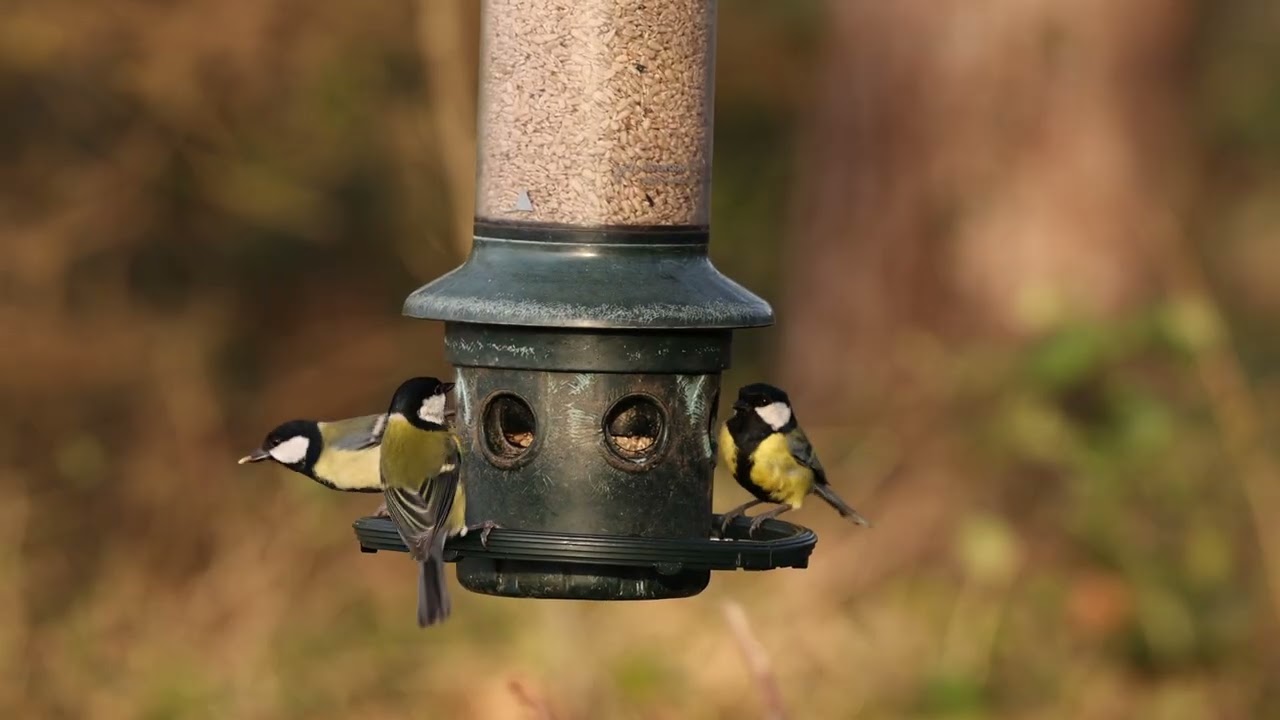 Burton Mere Feeder (RSPB)