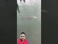 Bigger Fish Eats my Fish #Shorts
