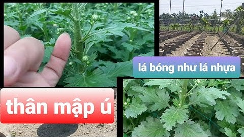 Cận cảnh giá thể, cây giống khu vực trồng cúc pha lê cổ bông to như ngón tay
