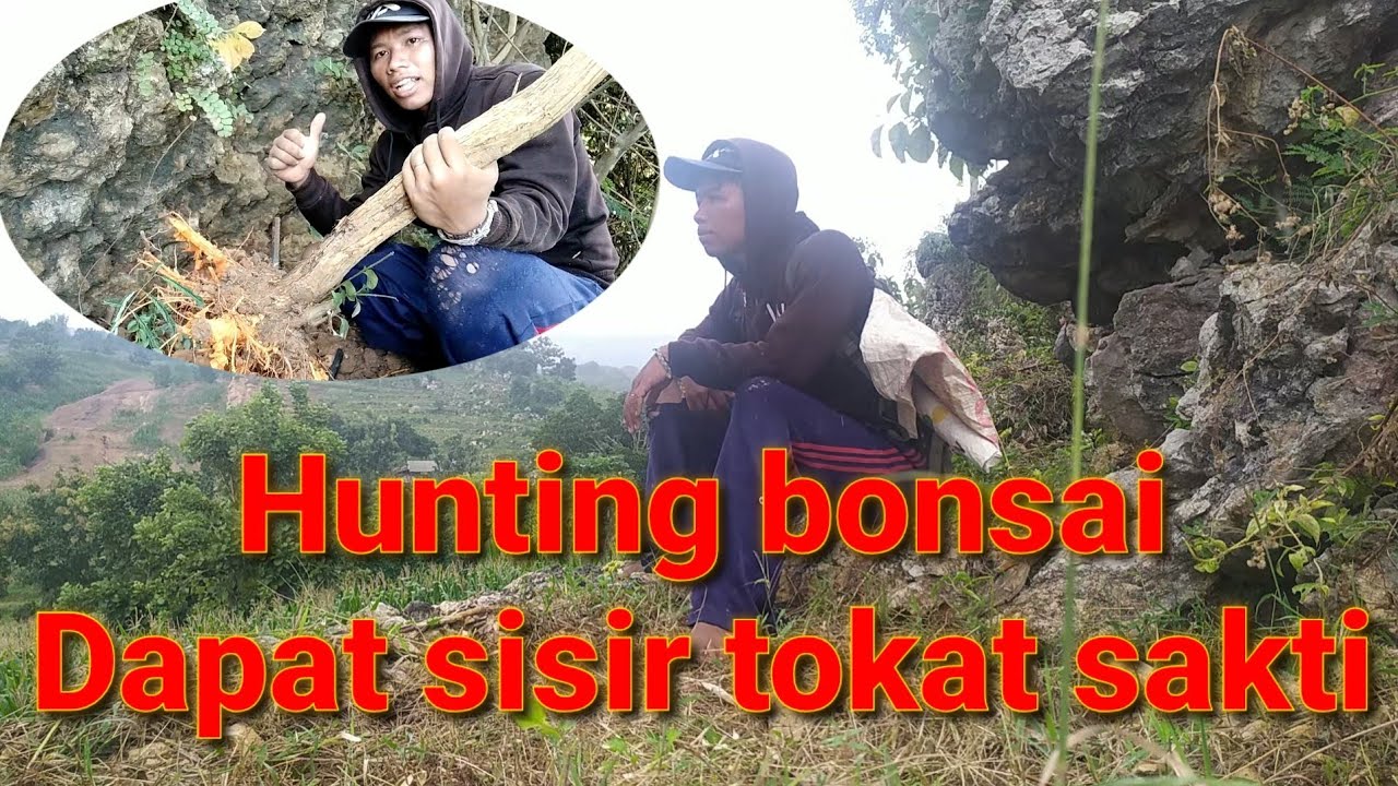 Hunting bonsai sisir - YouTube