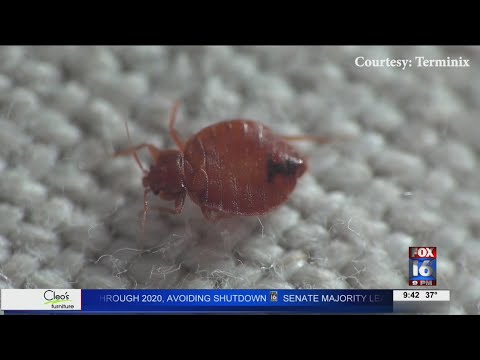 Protecting yourself from bed bugs while traveling