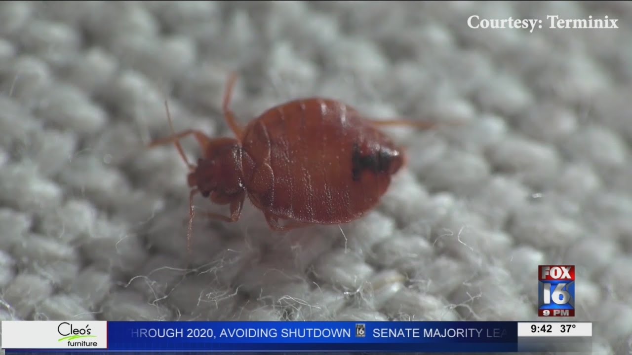 Protecting yourself from bed bugs while traveling YouTube