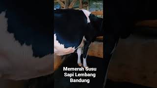 Suegerr Benerr Memerah Susu Sapi Lembang Bandung #shorts #shortvideo #viral #youtubeshorts