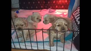cute american cocker spaniel puppies available for sale now