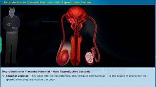 Male Reproductive System, Class 10 Biology | Digital Teacher