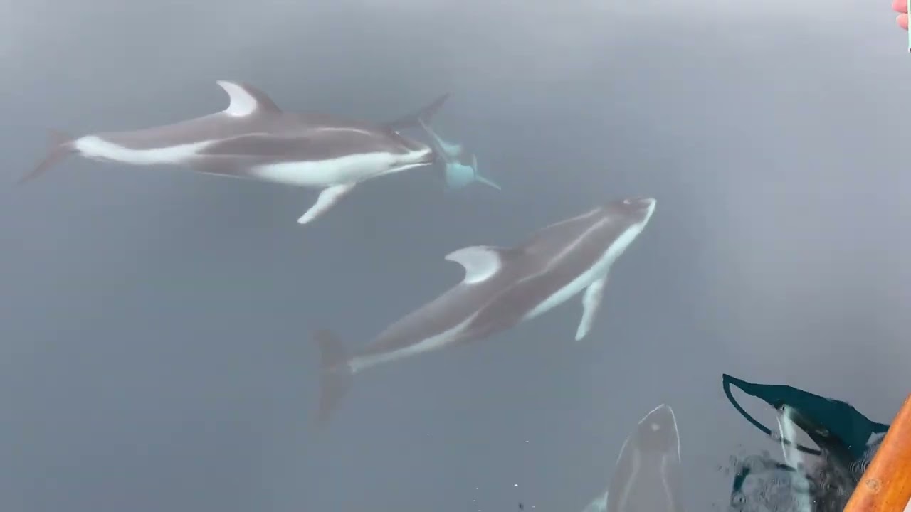 Pod of Pacific White-sided dolphins
