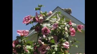 Celebrity Rose of Sharon ‘Aphrodite’ blooms bigger, lasts longer Net Worth