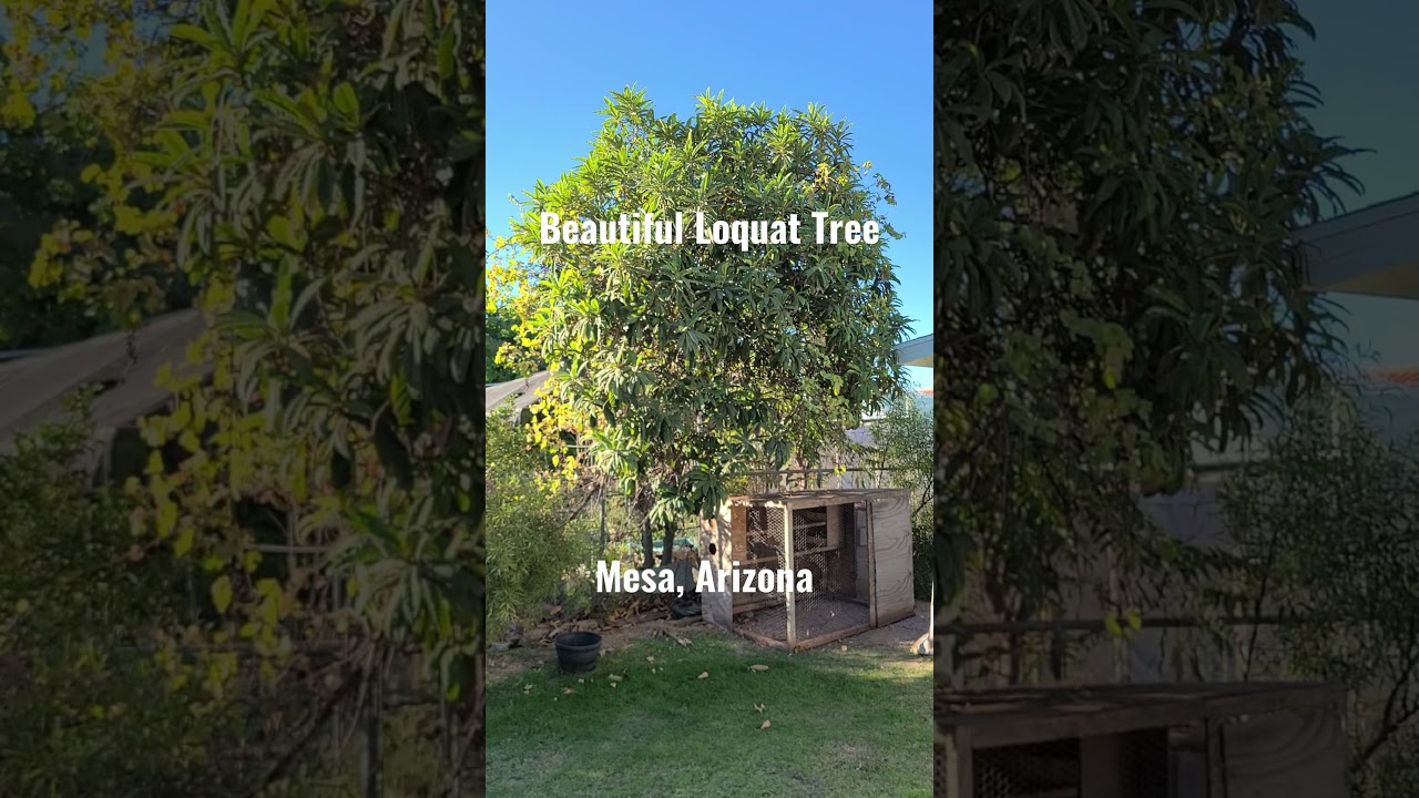 Amazing Loquat Tree 