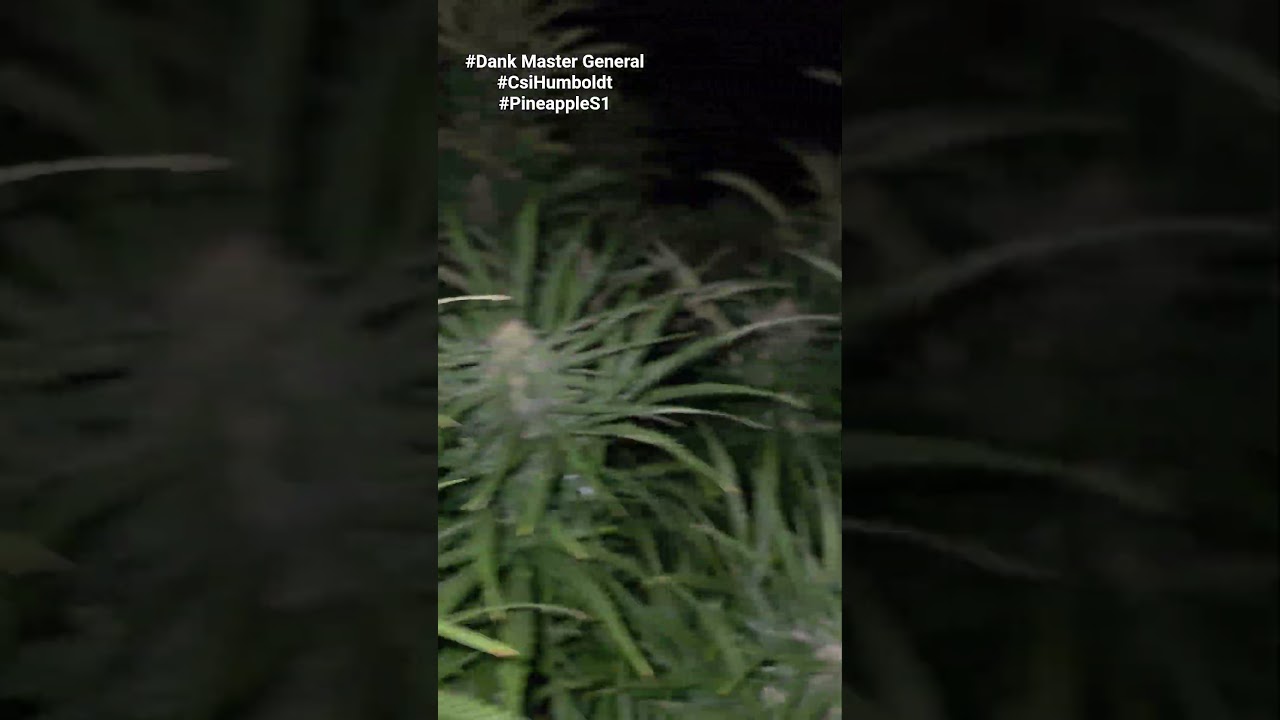 PineappleS1 cannabis plant 3x3 grassroots bed CSIHumboldt