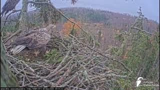 J E20251105 091420MaleWorksClimbsToLeftBranchFemaleOutMaleOut