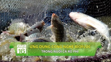 Ứng dụng công nghệ Biofloc trong nuôi cá rô phi | VTC16