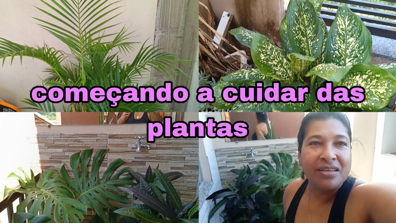 #plantas/ minhas palantas estão ficando lindas 