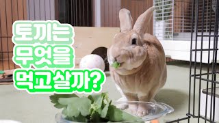 【토끼 키우기】 토끼는 뭘 먹고 살까요? 토끼 식단 완벽하게 구성하는 법 알려드립니다! (토끼 먹이 주는 법)