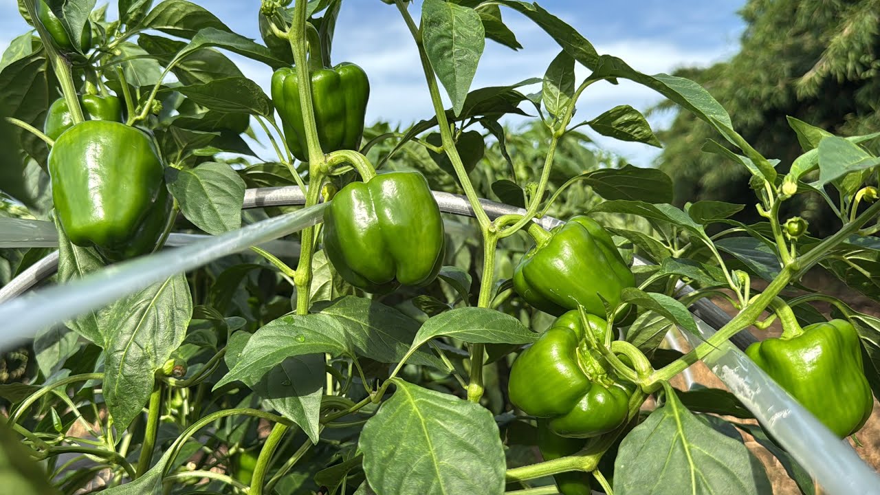 ピーマンが爆なりする育て方！猛暑でも果焼けしない収穫量を増やす方法！25/7/17