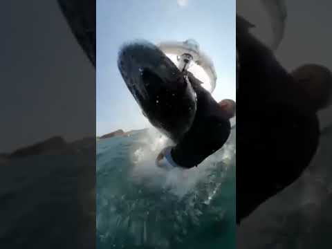 Unbelievable moment camera catches whale knocking over windsurfer #Shorts