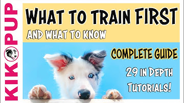 Must Watch Puppy Training Tutorials