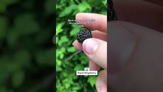 Blackberry Vs. Black Raspberry How To Tell The Difference