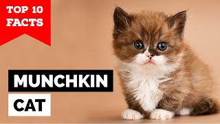 Munchkin Cat  TOP 10 FACTS