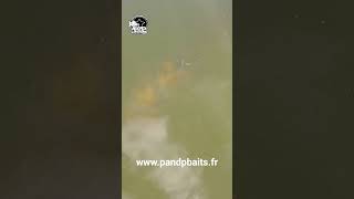 Carpe en Drone !