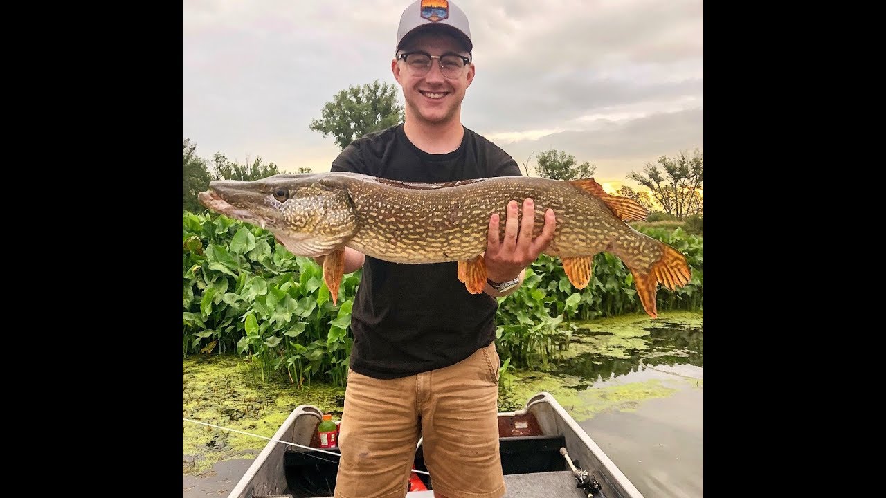 BIG Northern Pike Caught On SMALL TACKLE