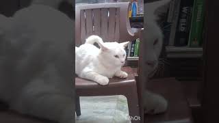 Download Lagu #chellakuttie bannuma #subscribers #catlove #shortsfeed #shorts#catshorts  #shortvideo #cat#short😻😻 MP3