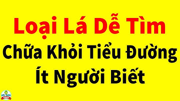 Cây Thuốc Nam Chữa Khỏi Bệnh Tiểu Đường Hiếm Có Được Cho Là Quý Hơn Vàng Gấp 1 Tỷ Lần