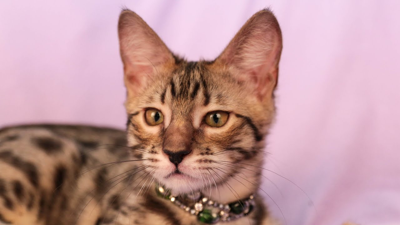 F3 Savannah Kitten What a Purr! YouTube