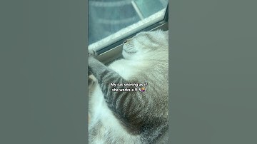 My cat snoring as if she works a 9-5🤷‍♀️😂 #cat #cuteanimal #catplay #catlaughs #mycat #smellycat