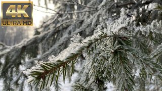 Морозное утро. Расслабляющие пение синичек.Frosty morning.