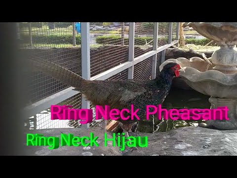 Taman Burung Dalam Kantor | Burung Berleher Cincin | Love Bird | Jalak