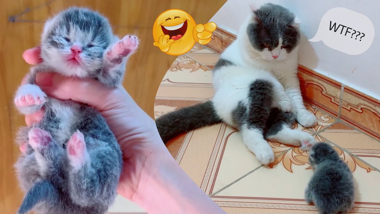 Oh cute and funny cat 🤪 Daddy cat is afraid of newborn cat P164 YouTube