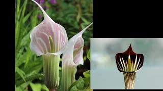 Flowers Of The World Garden Arisaema Triphyllum Arisaema Triphyllum Flower 2023
