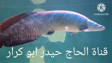 سورة الصف والشمس والقدر ( الحاج باقر جاسم الربيعي) تلاوه من نور عالم الجمال القران الكريم