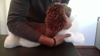 Restraint of the Small Dog for Jugular Venipuncture