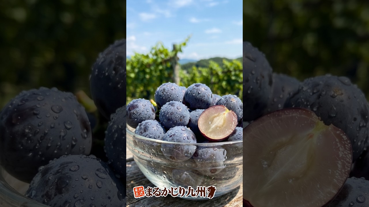 ピオーネ】人気のぶどうを産地直送でお取り寄せ「福岡県産 完熟