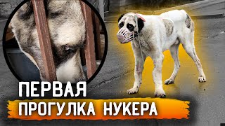 Первая Прогулка Нукера, Из За Кривых Лап Ему Тяжело. Линда Кидается На Нукера, Забрали Ее В Дом.