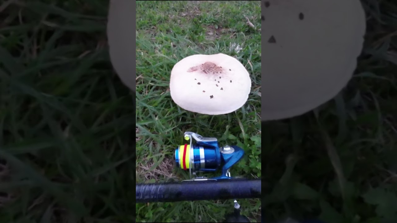 Fui a pescar con un viento INPESCABLE… y aun así salvamos la jornada