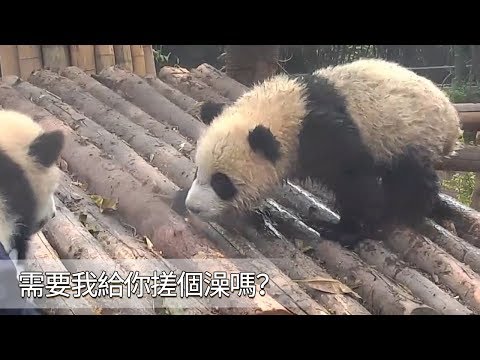《熊貓早晚安》需要我給你搓個澡嗎？| iPanda