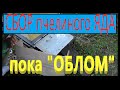 Сбор пчелиного яда. &quot;ОБЛОМ&quot;