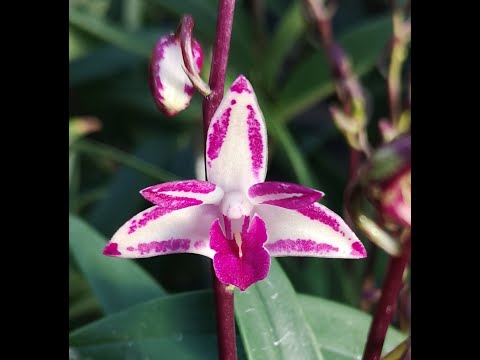 Video: Le orchidee più insolite (foto)