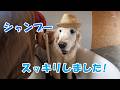 【シャンプー】久しぶりのシャンプーでスッキリしました！