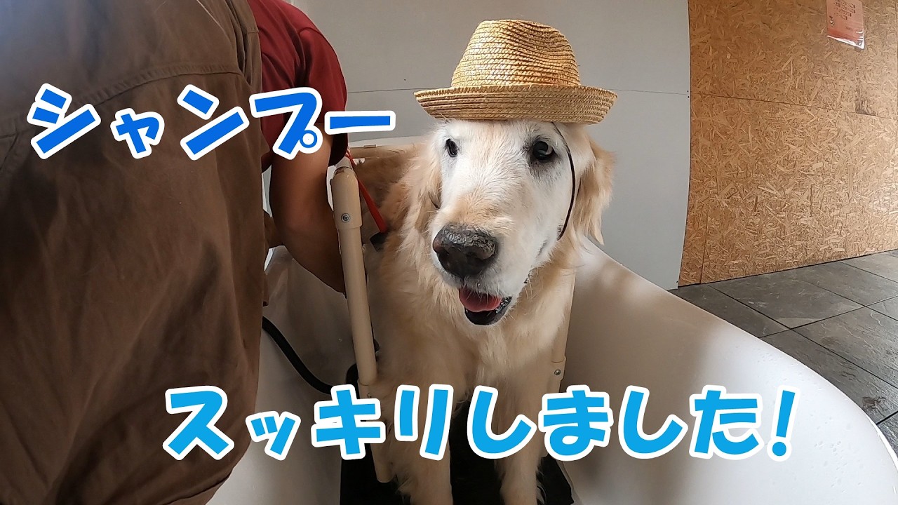 【シャンプー】久しぶりのシャンプーでスッキリしました！