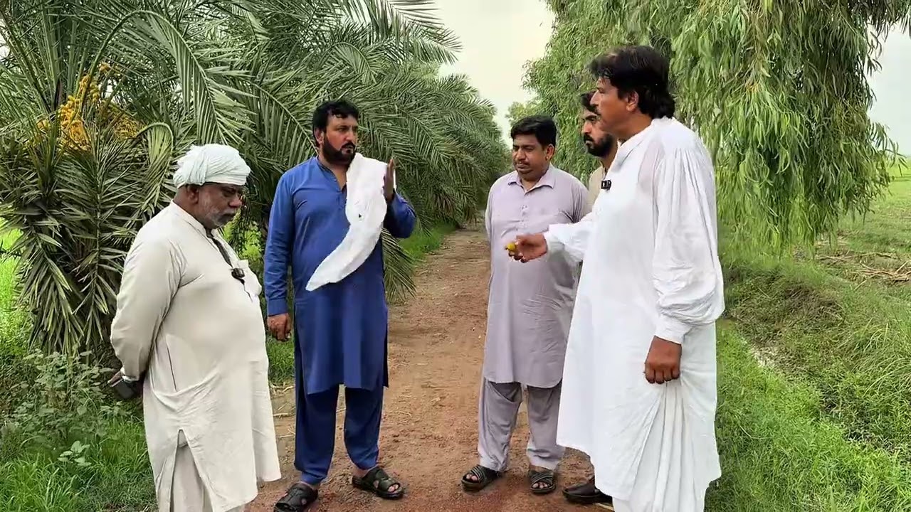 Khajoor ka bagh ak munafa bakhsh fasal | Anjum Saroya visit date farm