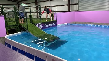 Dog Jumps in After Handler Falls into Pool || ViralHog