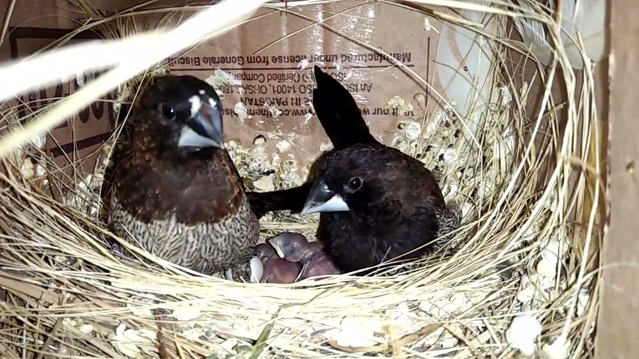 Euro Bengalese Couple Fostering Indian SilverBill Hatchlings