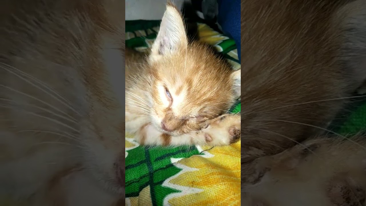 Sleeping little garfield